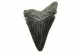 Serrated, Juvenile Megalodon Tooth - South Carolina #375952-1